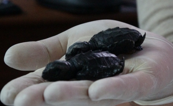 Çanakkale’de ilk kez caretta caretta yuvası tespit edildi