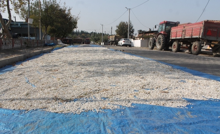 Çiftçiler ürünlerini asfalt yollarda kurutuyor