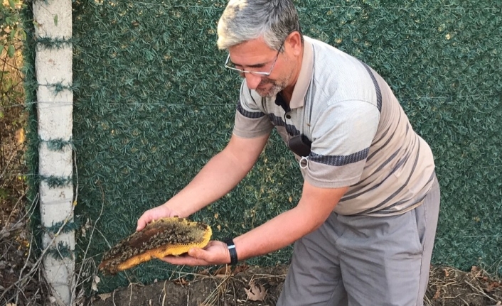Çürümüş ağaç gövdesini arı kovanına çevirdiler