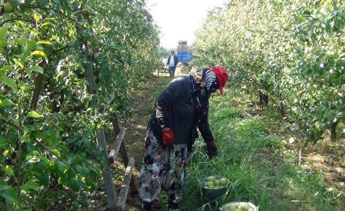 Deveci armudu dalında 3 liraya alıcı buluyor