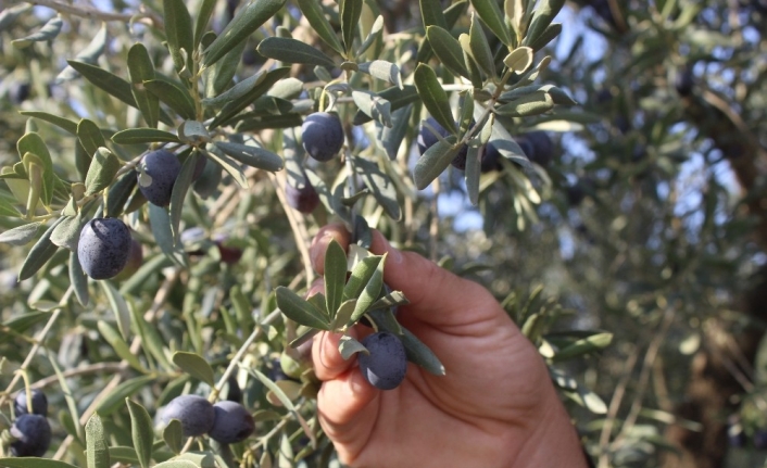 Dünyanın en kaliteli sofralık zeytinlerinin hasadı başladı