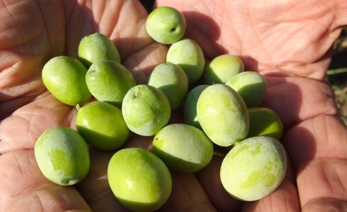 Edremit Körfezi’nde yağmur zeytine ilaç oldu