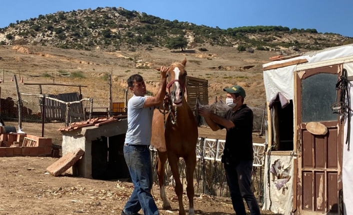 Erdek’te eşek, katır ve atlara kimlik