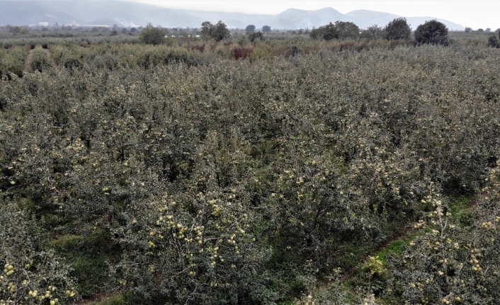 Müşteri olmadığı için yüzlerce ton armut dalında çürümeye terk edildi