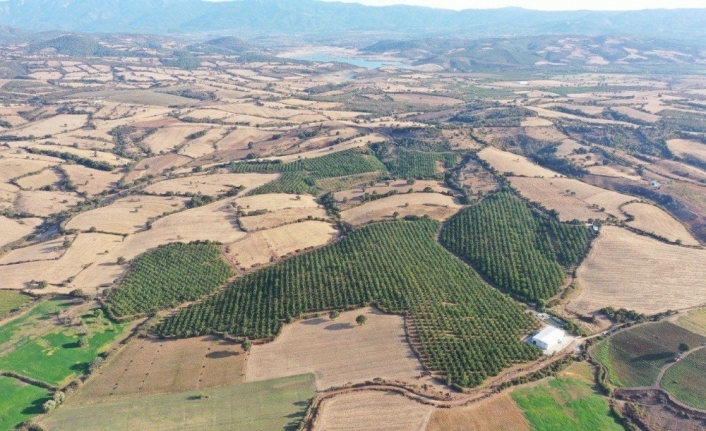 Bayramiç’te ceviz hasadı başladı