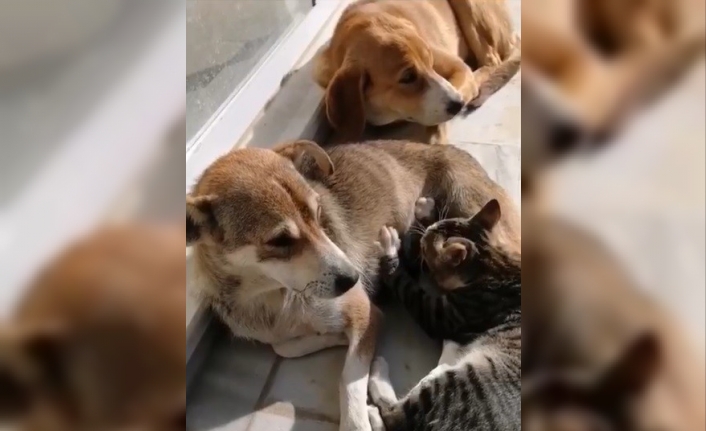 Sokak köpeği kediye annelik yapıyor