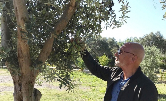 Üreticiler zeytin rekolte beyannamesi verecek