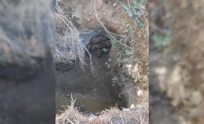 Yavru domuzları Menderes Belediyesi kurtardı