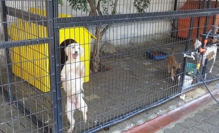 Yazlıkçıların sokağa terk ettikleri hayvanlara belediye sahip çıktı