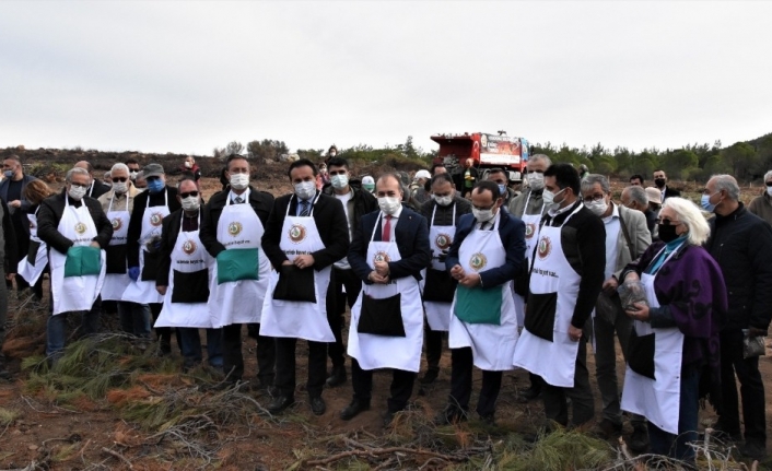 Ayvalık’ta yanan ormanlık alanlar ağaçlandırılıyor