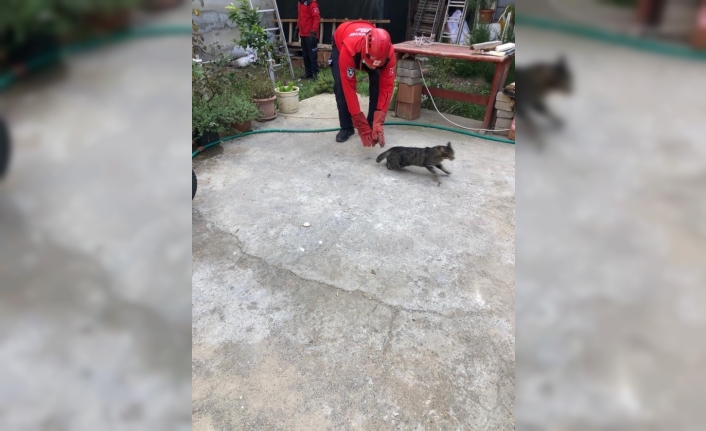 Burhaniye’de kedi kurtarma operasyonu