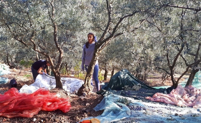 Erdek’te zeytin yevmiyeleri belirlendi