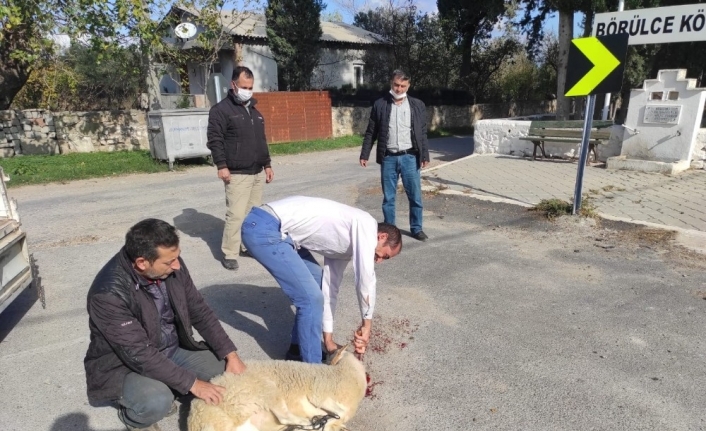 Kazaların önlenmesi için kurban kesip dua ettiler