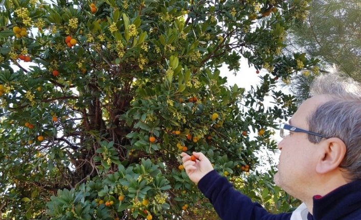 Kazdağları’nda dağ çileği zamanı