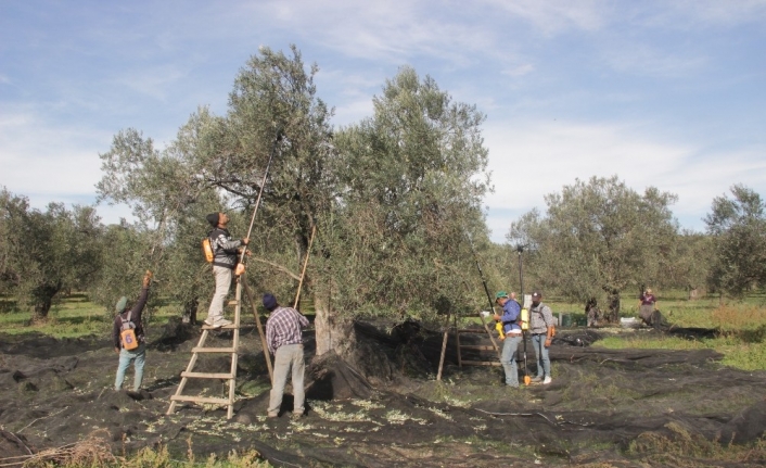 Koronavirüs ile mücadelede zeytin yaprağı çayı büyük ilgi görüyor