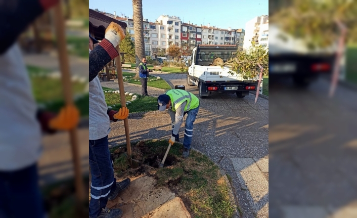 Mudanya Tekel Parkında kuruyan ağaçlar yenilendi