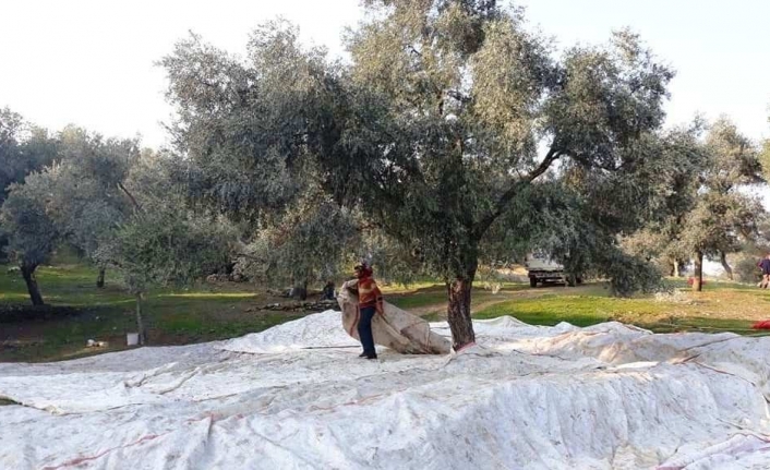 Ödemiş’te zeytin zamanı