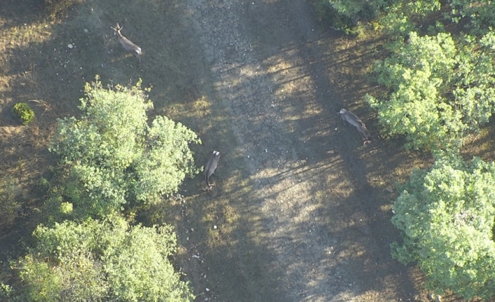 Ormandaki geyikleri termal drone ile böyle saydılar