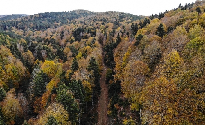 (Özel) Kazdağları’nın gizli güzelliği kayın ve göknar ormanları