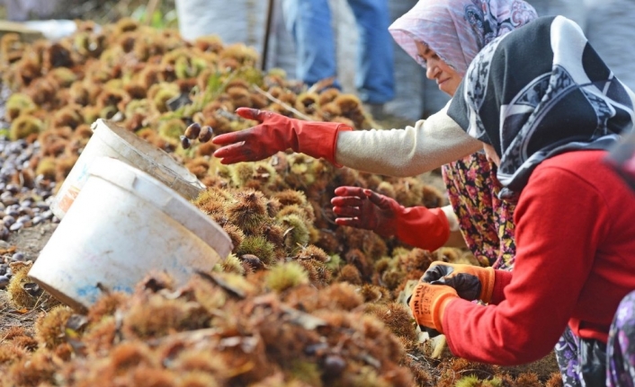 Kestane hasadı bitti, şeker üretimi başladı