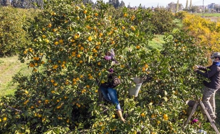 Maskeli, mesafeli mandalina hasadı başladı