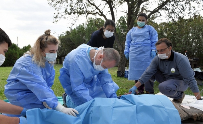 Yaralı eşekler sağlığına kavuştu