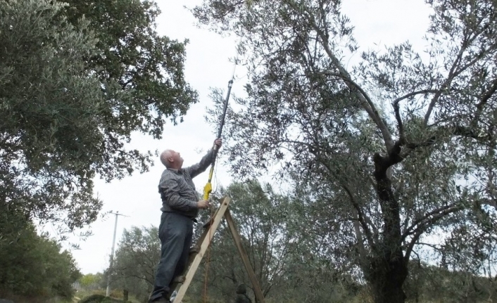 Zeytin hasadı on binlerce vatandaşı iş sahibi yaptı