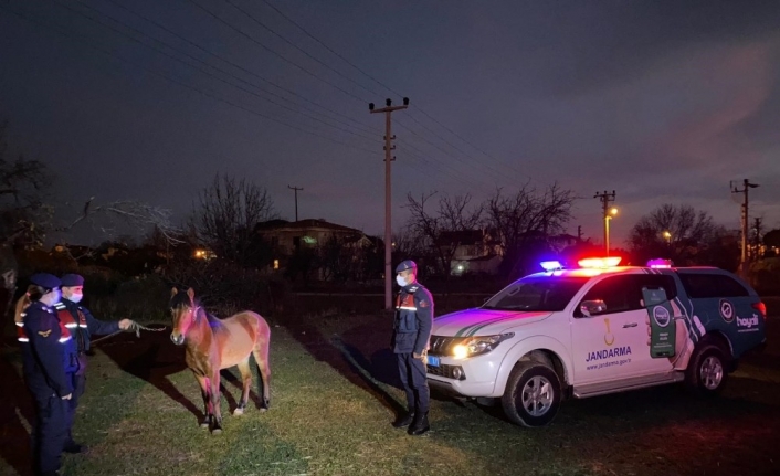 Çanakkale’de ata eziyet eden şahıs gözaltına alındı