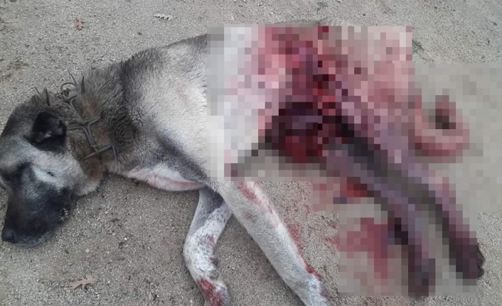 Domuzların saldırısına uğrayan köpekler telef oldu