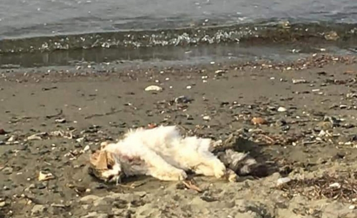 Erdek’te kedileri bir köpeğin öldürdüğü iddia edildi