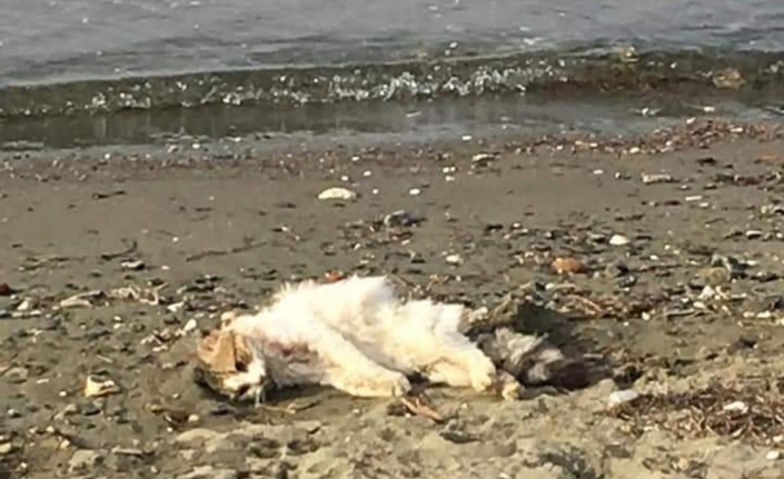 Erdek’te kedileri bir köpeğin öldürdüğü iddia edildi