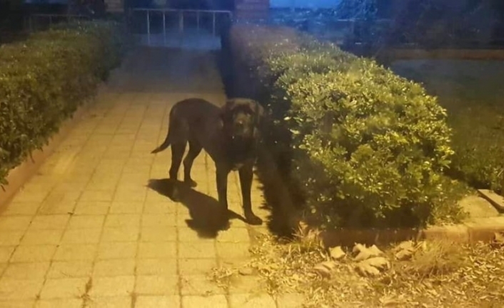 Erdek’te kedileri öldüren köpek barınakta