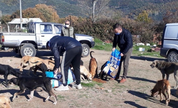 Hayvanseverler çöplükteki aç hayvanlara duyarsız kalmadılar