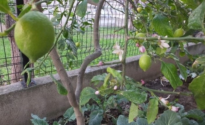 Ilık havaya aldanan limon ağaçları çiçek açtı