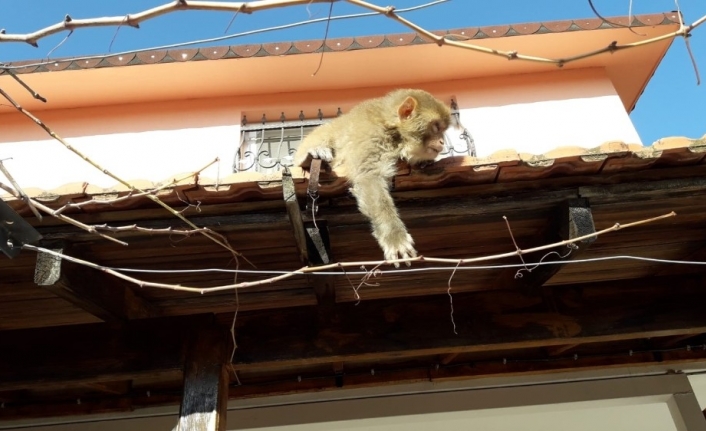 İzmir’de başı boş gezen maymun görenleri şaşırttı