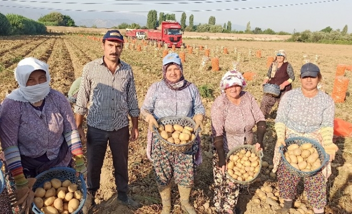 İzmir’de patates hasadı kaldığı yerden devam edecek