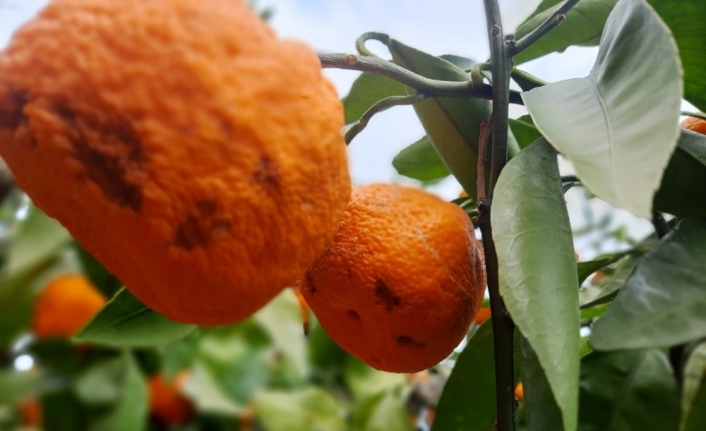 Kırağı ve yağmur mandalina ihracatçısı ve üreticisinin kolunu kanadını kırdı