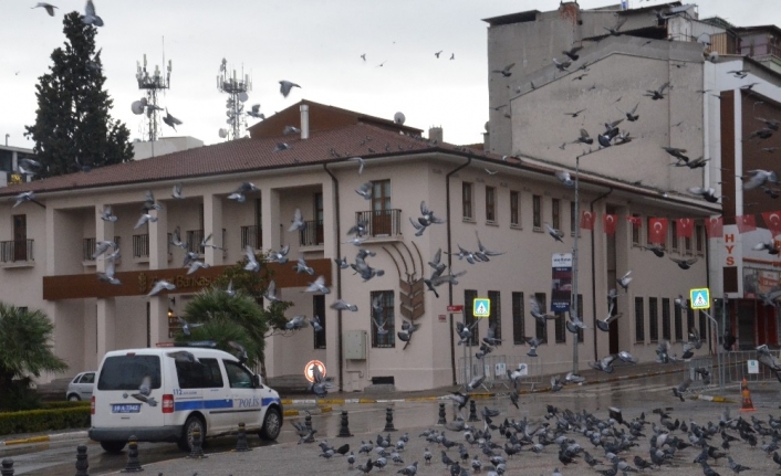 Meydanlar sokak hayvanlarına kaldı