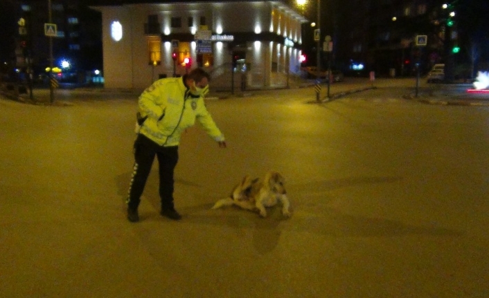 Polis memuruyla köpeğin gülümseten görüntüleri
