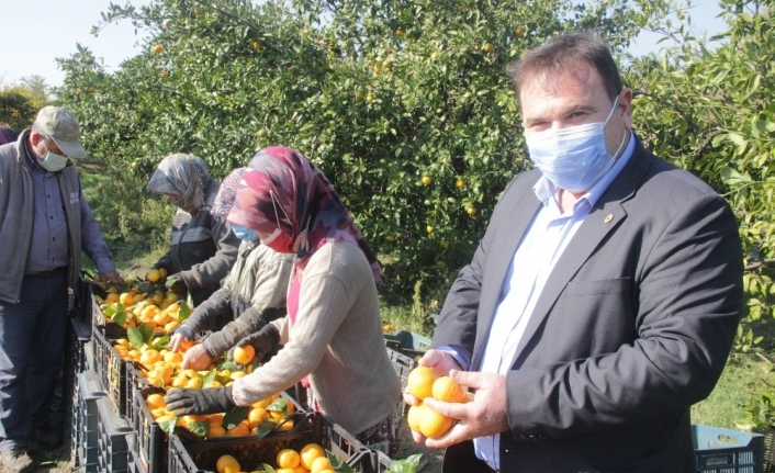 Takoz mandalina ekonomiye kazandırılıyor