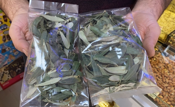Zeytin yaprağına ilgi büyüyor