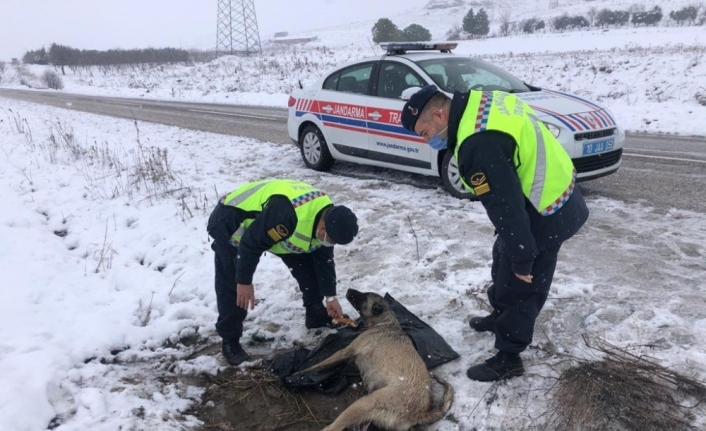 Balıkesir’de jandarmadan yaralı köpeğe duyarlı davranış