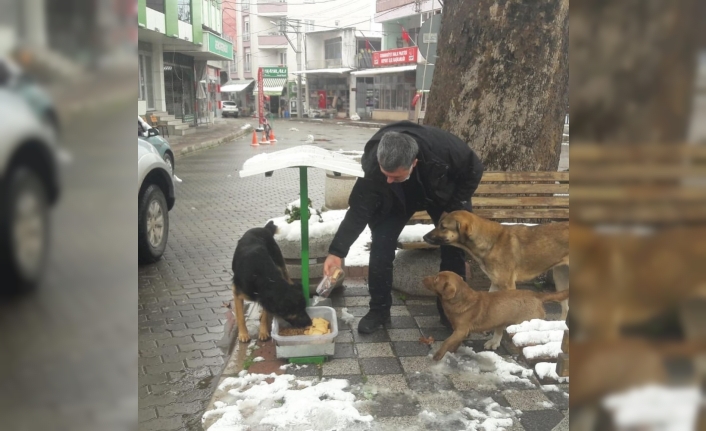 Başkan Cankul sokak hayvanlarını besledi