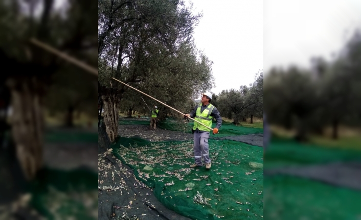 Burhaniye Belediyesi’nde zeytin hasadı tamamlandı