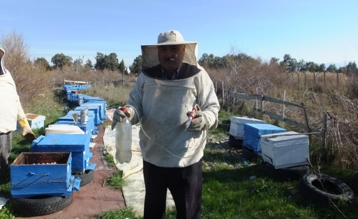 Burhaniye’de arı kovanlarında varroa mücadelesi başlatıldı