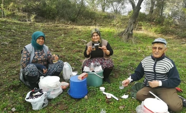 Burhaniye’de zeytin yaprağı çayı içiliyor