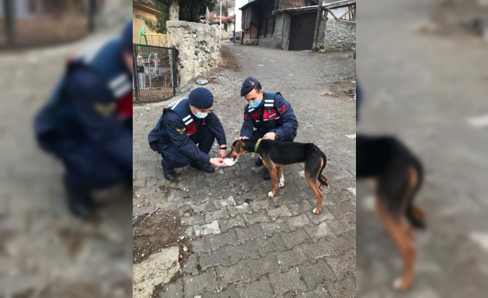 Bursa’da köpek tüfekle vuruldu