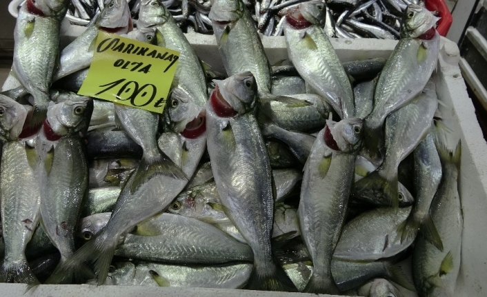 Çanakkale’de balık fiyatları el yakıyor