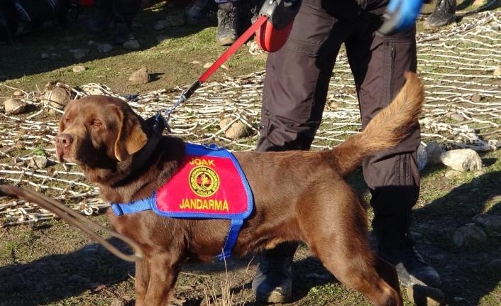 Çanakkale’deki aramalara kadavra köpekleri de katıldı