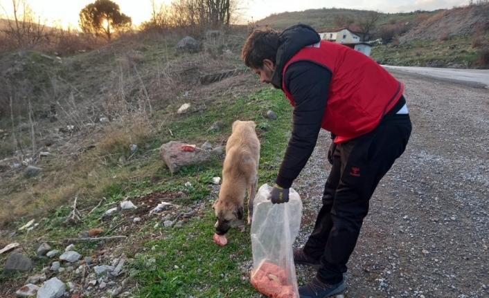 Daskut ekibi sokak hayvanlarını besledi